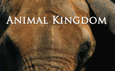 Animal Kingdom