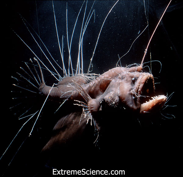 hairy anglerfish